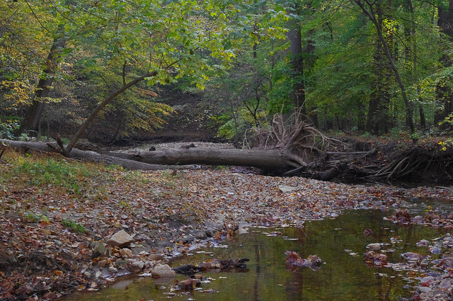fallen tree in rock creek park near apartment in DC
