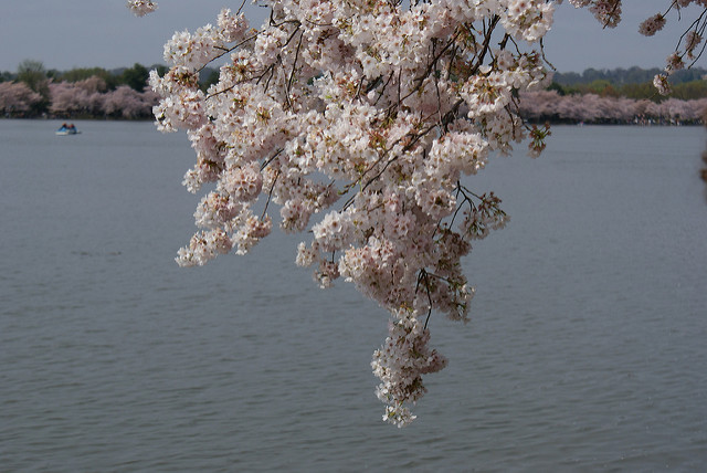 Cherry Blossom Festival in DC