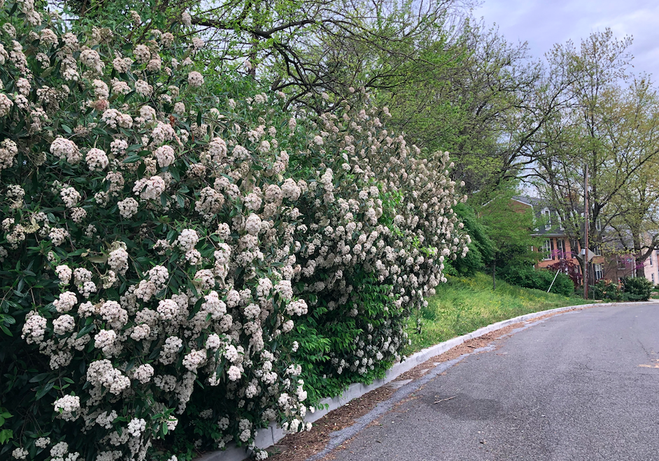 flowers near maret