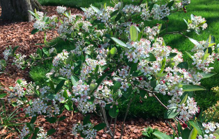 flowers in NW