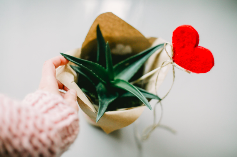 February plant and heart