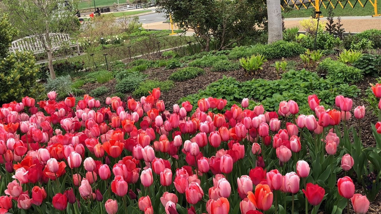 spring tulips